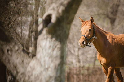 Close-up of horse on tree