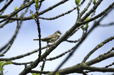 Low angle view of bird perching on tree against sky