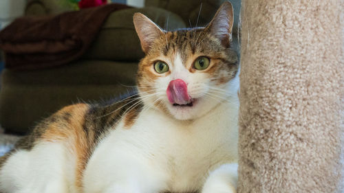 Close-up portrait of a cat