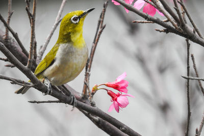 Close-up of bird perching on pink flower