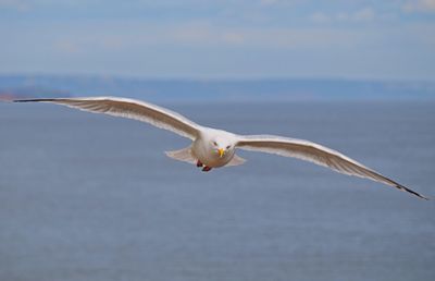 Bird flying against sky