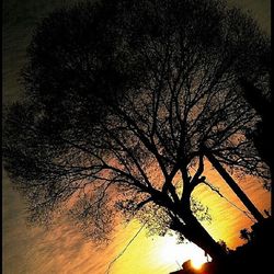 Low angle view of bare trees against sky at sunset