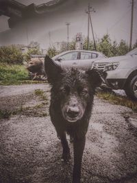 Portrait of dog standing on field