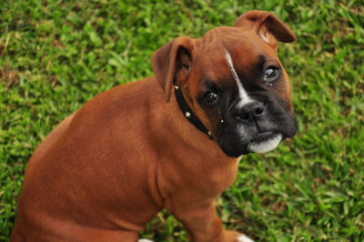 High angle portrait of boxer dog sitting on grass