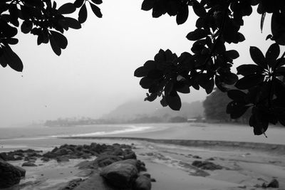 Close-up of tree by sea against sky