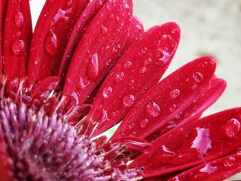 Close-up of wet red flower