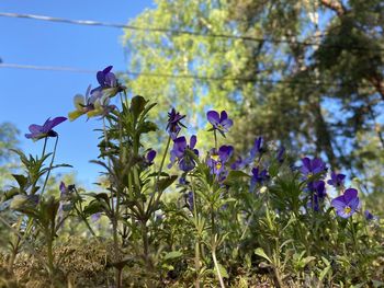 Low angle view of purple flowering plants against sky
