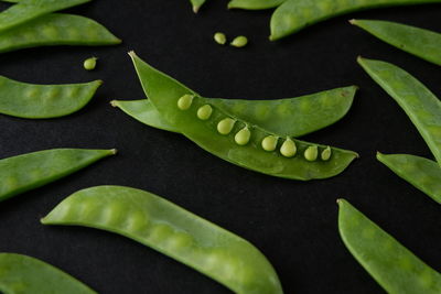 High angle view of green leaf on table