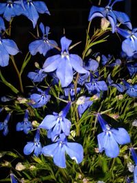 Close-up of purple flowers