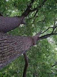 Low angle view of lizard on tree trunk