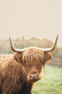 Highland cattle standing on field