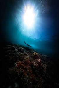 Stingray swimming in sea