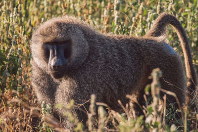 Close-up of monkey on grass