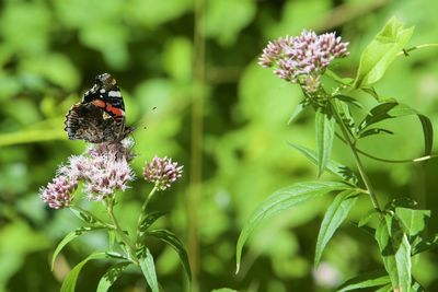 Close-up of butterfly pollinating on flower