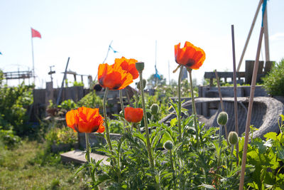 Close-up of red tulips blooming in field