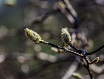 Magnolia buds - the second day of spring