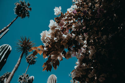 Low angle view of cherry blossoms against sky