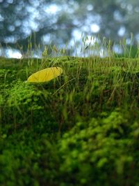 Close-up of yellow leaves on land