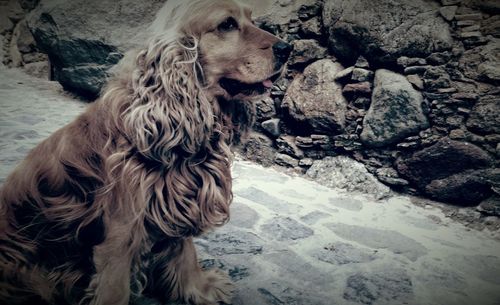 Close-up of dog on beach