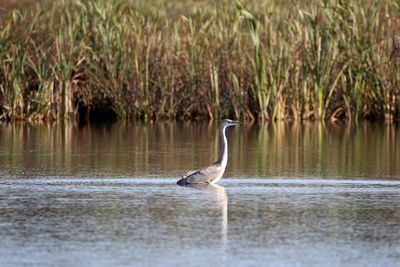 Side view of a bird in water