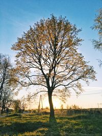 Tree in field against sky