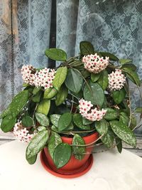 High angle view of various flowers