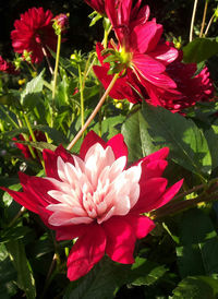 Close-up of pink flower