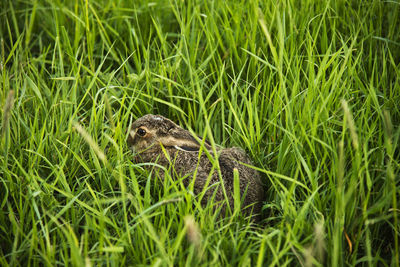 Close-up of snake on field