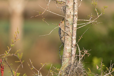 Small red bellied woodpecker melanerpes carolinus bird on a tree in sarasota, florida.