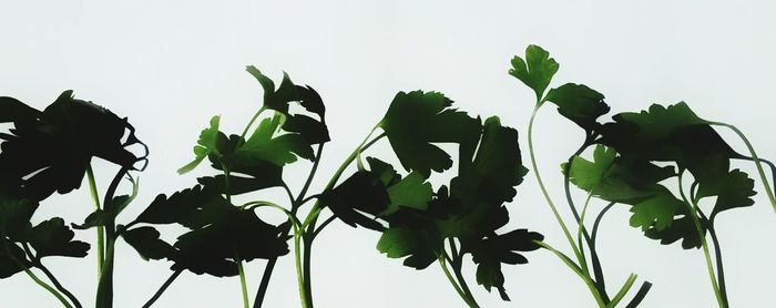 Close-up of plant against white background