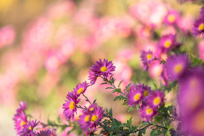 Close-up of pink flowering plant on field