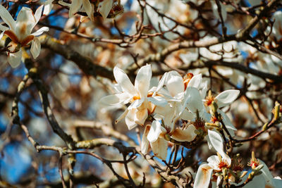 Close-up of cherry blossoms in spring