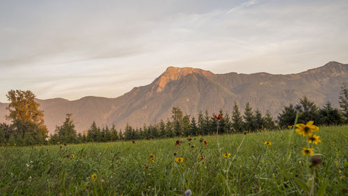 Scenic view of field against sky
