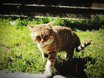 Portrait of cat on grass