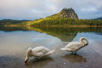 Schwäne bei der futtersuche