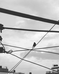 Low angle view of birds perching on cable