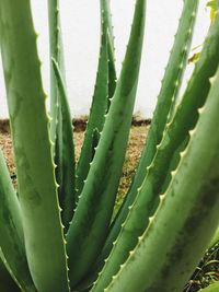 Close-up of cactus