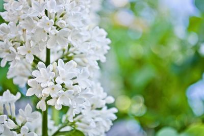 Close-up of white flowers blooming on tree