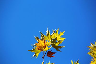 Low angle view of yellow flowers against clear blue sky