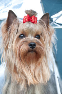 Close-up portrait of a dog