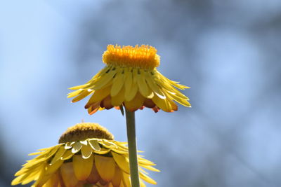 Close-up of yellow flowering plant