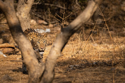 View of a cat on land