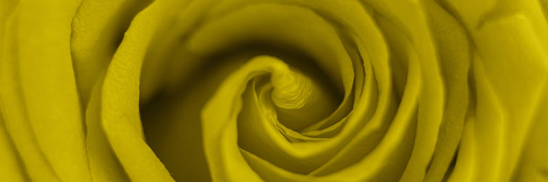 Full frame shot of yellow flower