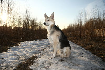 View of a dog on snow field