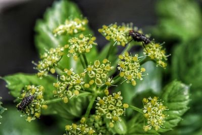 Close-up of flowers growing on plant