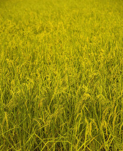 Full frame shot of fresh green field