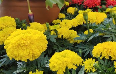 Close-up of yellow flowers on plant for sale