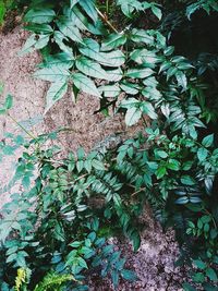 High angle view of ivy growing on field