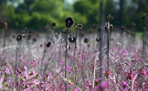 Close-up of purple flowers blooming in field