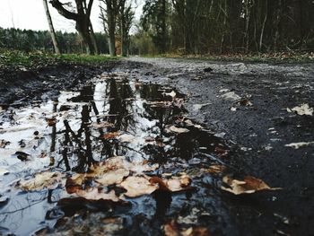 Leaves floating on water in forest